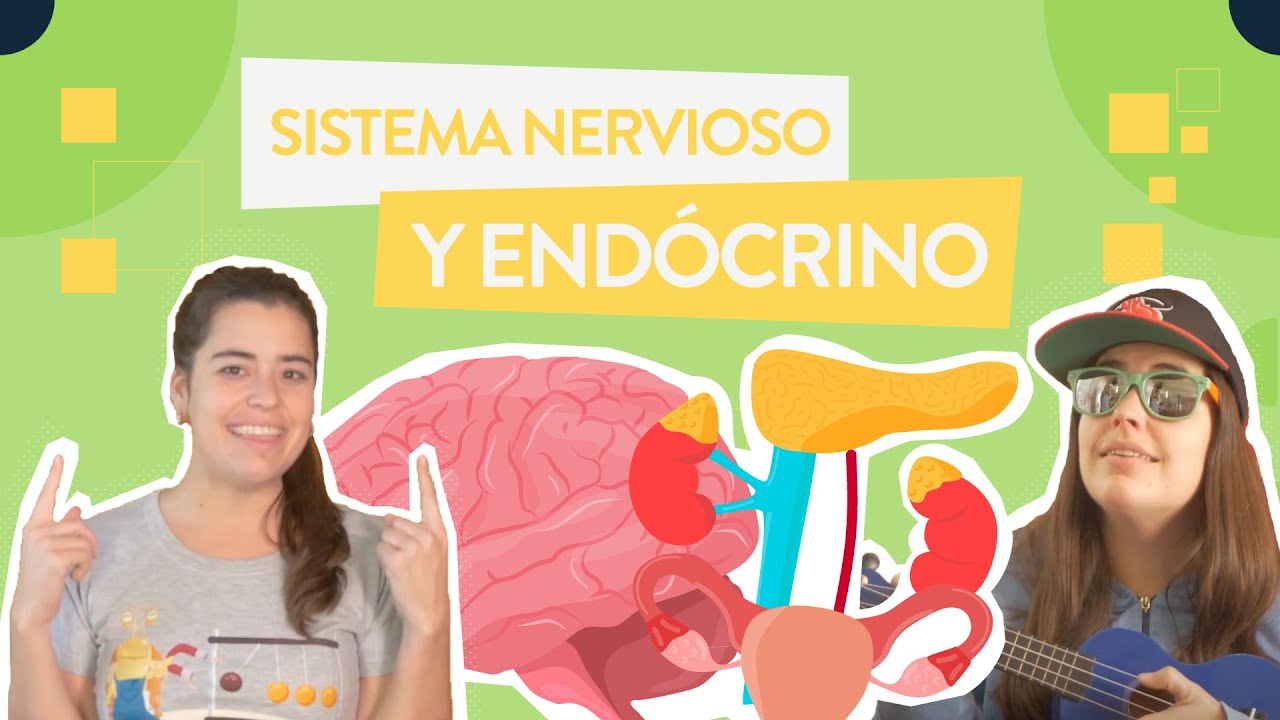 como se relaciona el sistema nervioso y endocrino