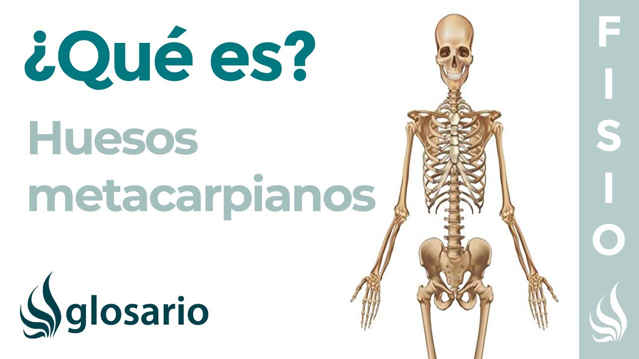 cual es el metacarpiano de la mano