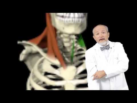 cuál es el tendón más fuerte del cuerpo humano