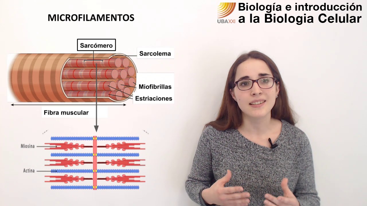 cual es la funcion de los microfilamentos