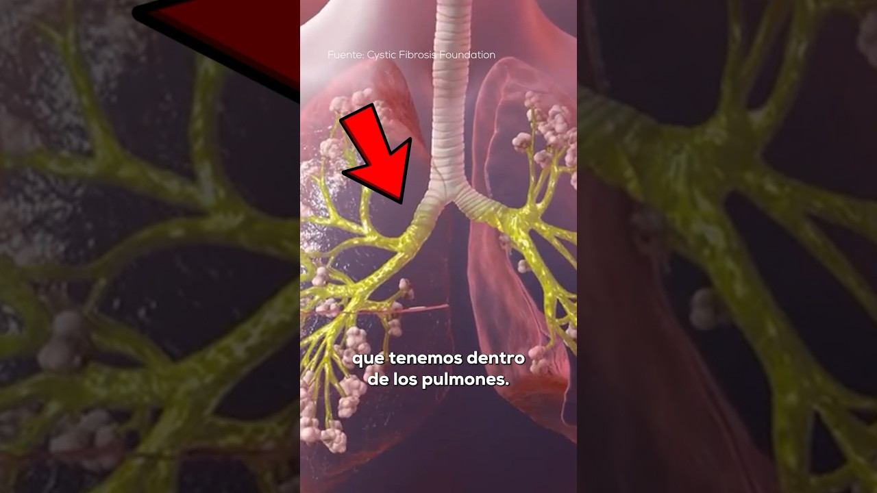 cual es la funcion del moco