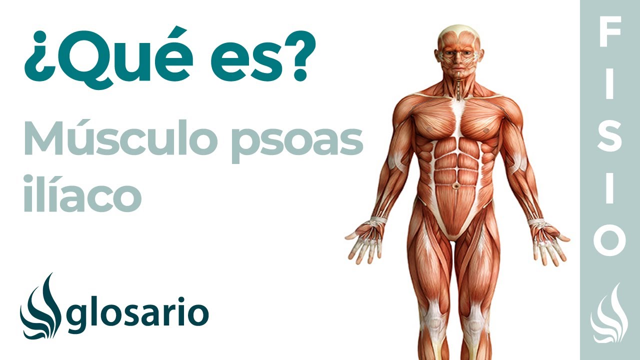 cuál es la función del psoas