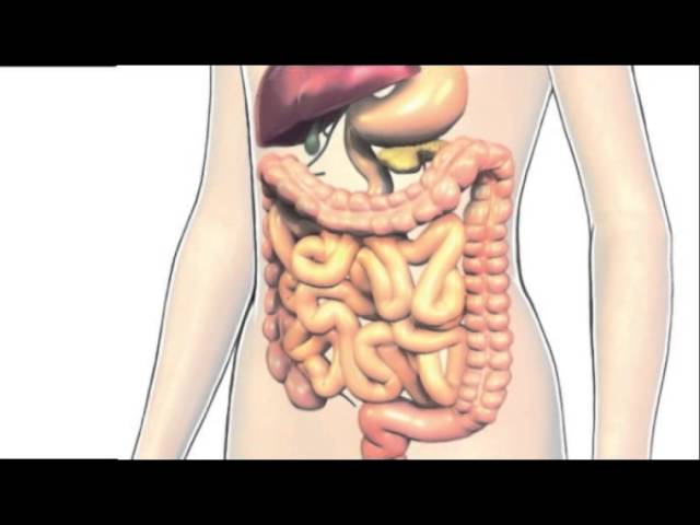 cuales son los 4 aparatos que intervienen en la nutricion
