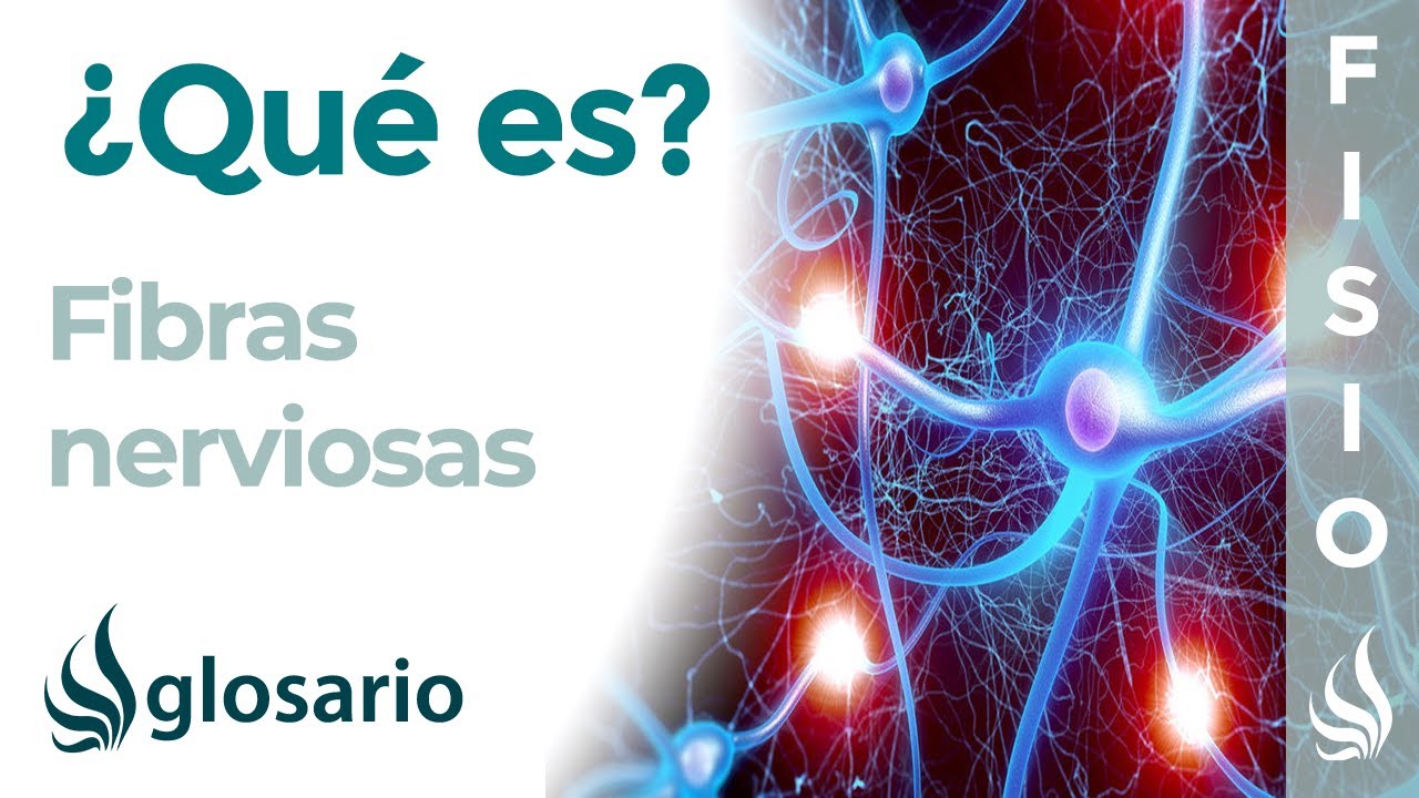 cuales son los tipos de fibras nerviosas
