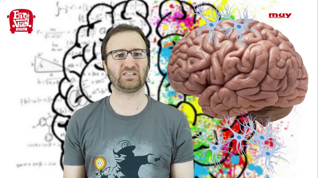 cuantas celulas hay en el cerebro