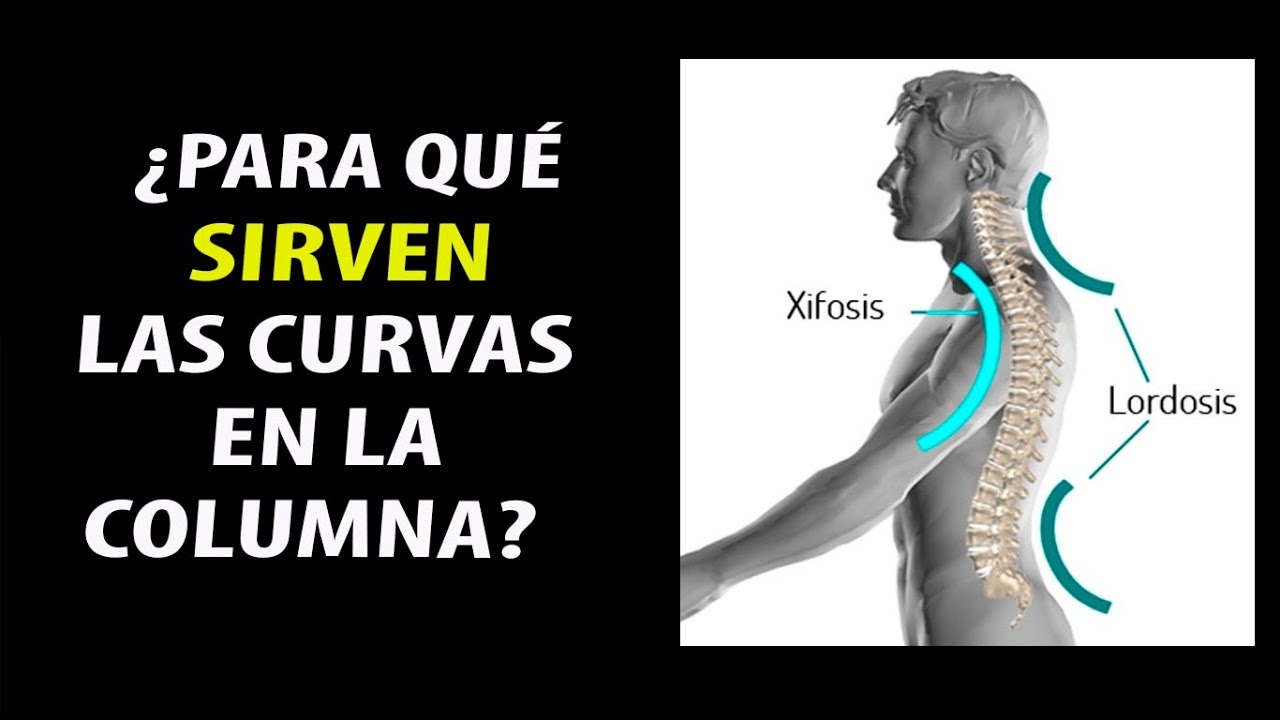 curvas de la columna vertebral humana
