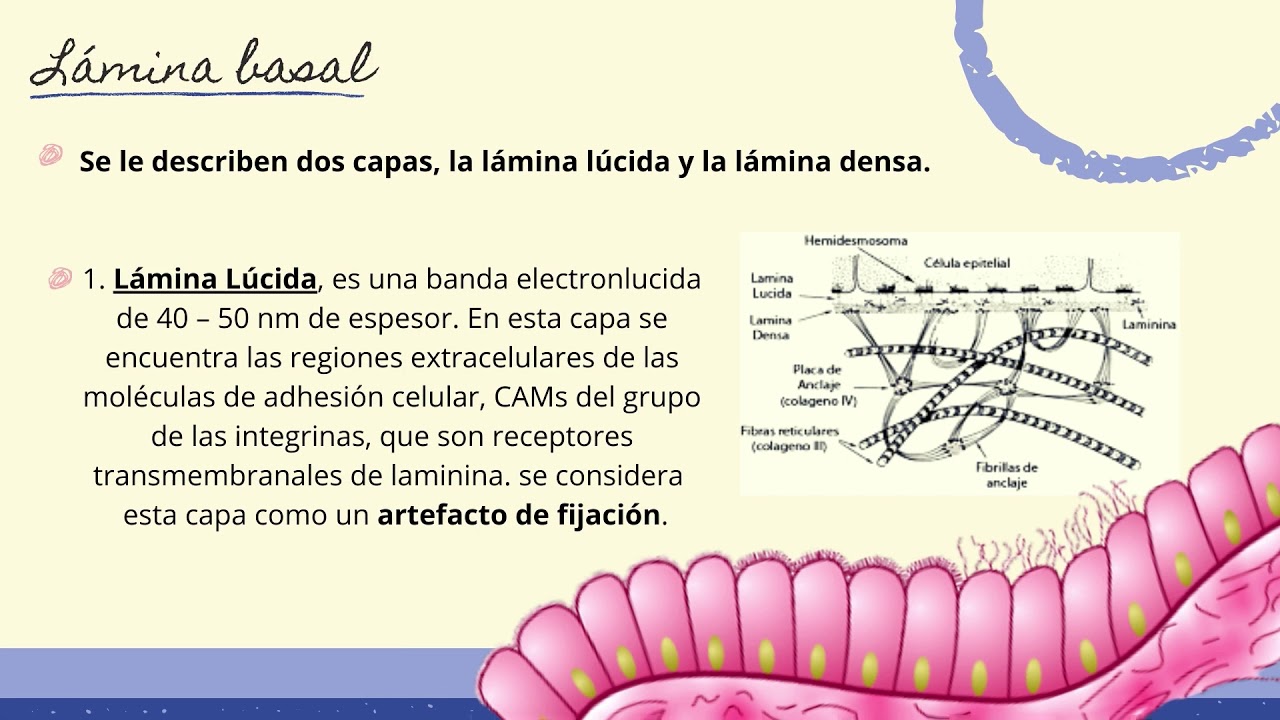 donde se encuentra la membrana basal