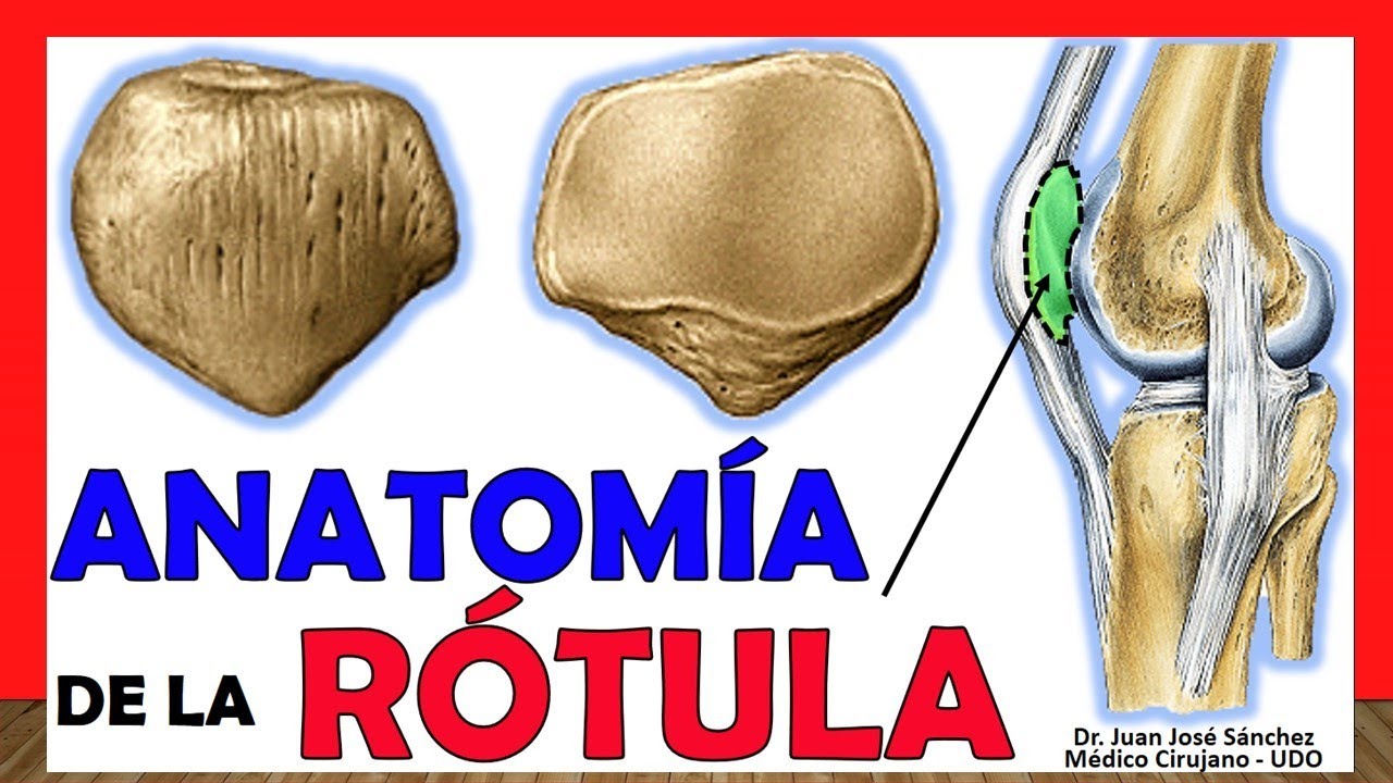 donde se ubica la rotula en el cuerpo humano