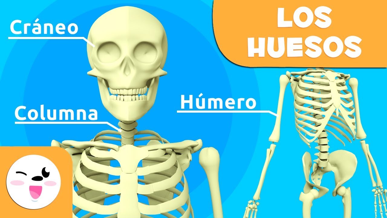el esqueleto con todos sus nombres