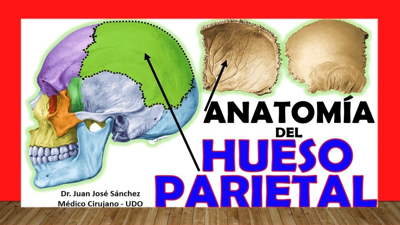 el hueso parietal se clasifica como