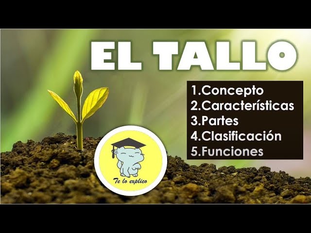 el tallo y sus funciones para niños