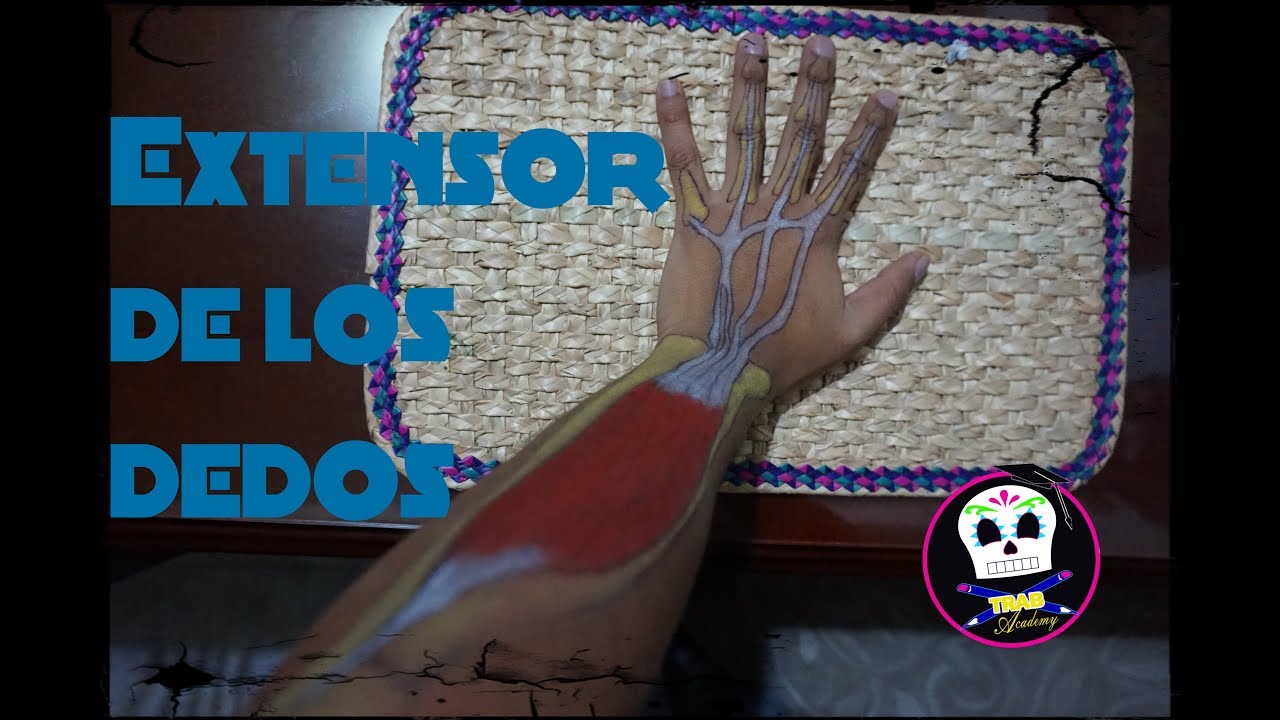 extensor corto de los dedos mano