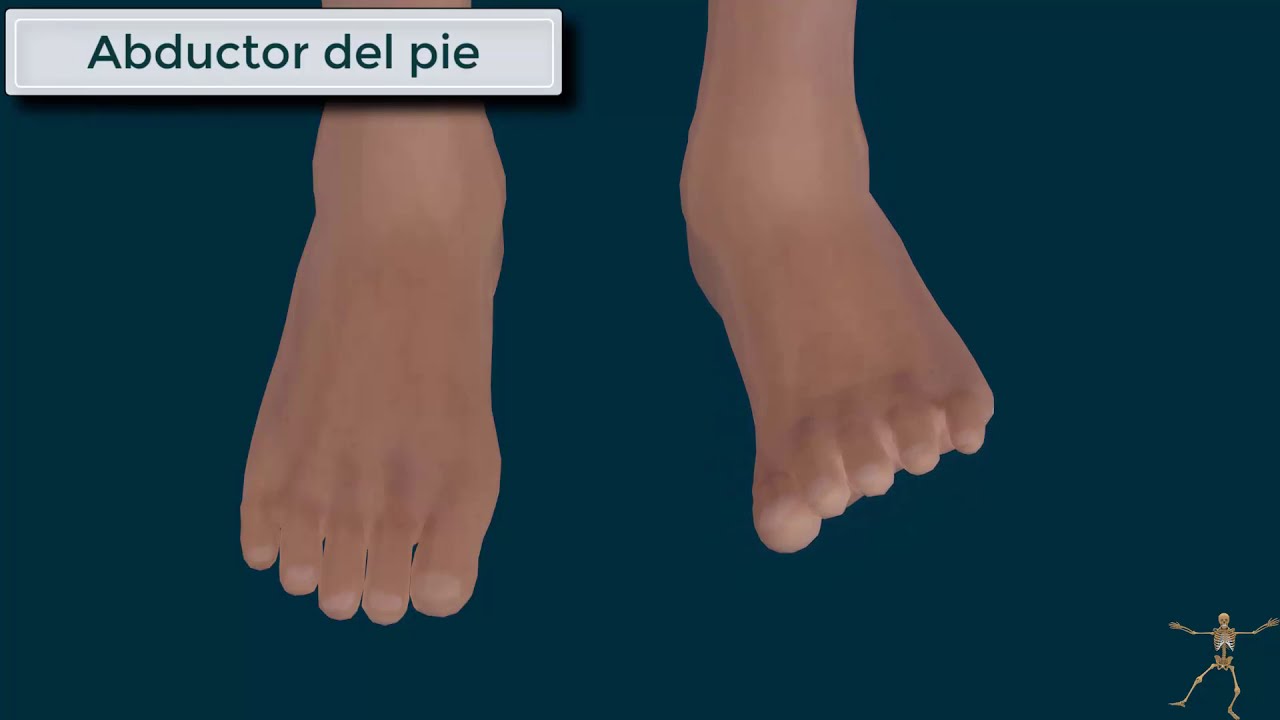 extensor largo comun de los dedos