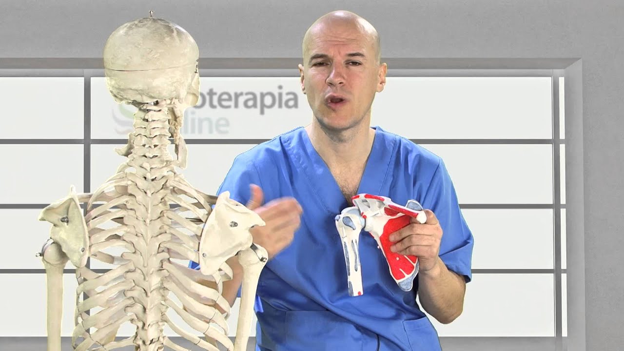 fisiopatologia de tendinitis del manguito rotador