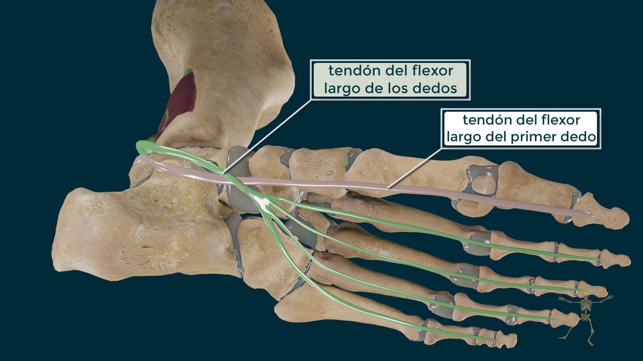flexor del primer dedo del pie