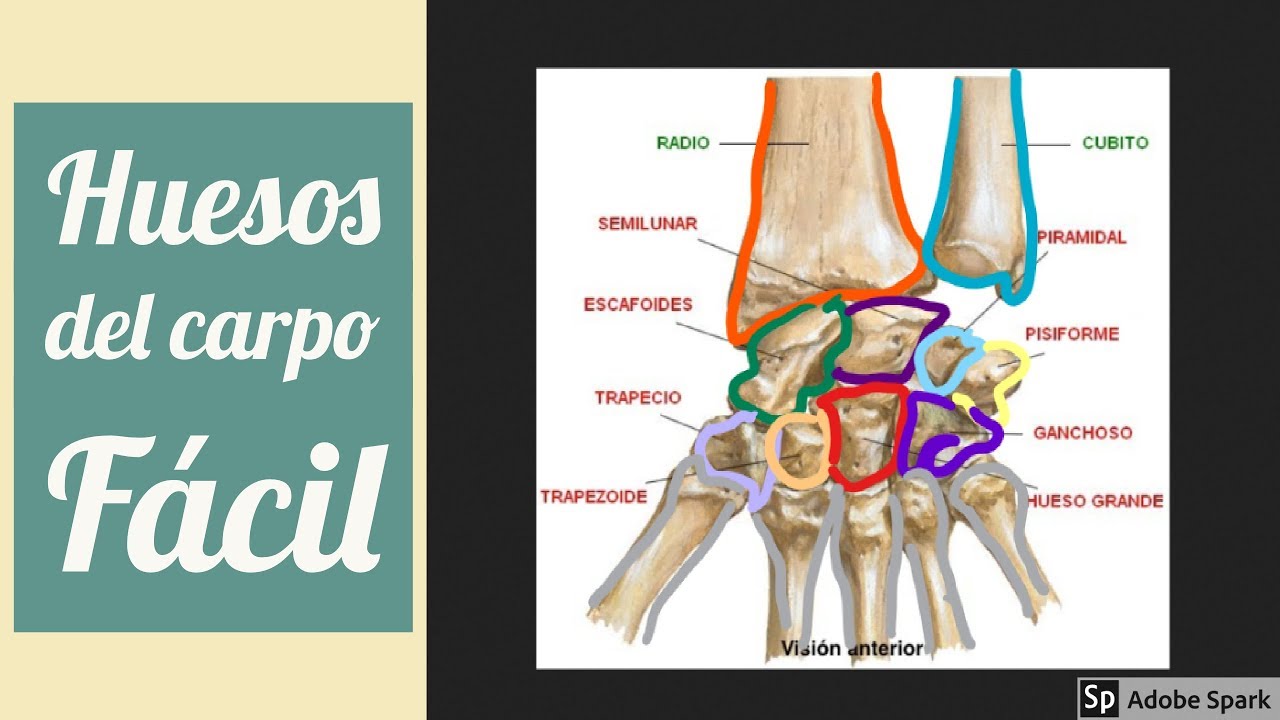 huesos del carpo y del tarso