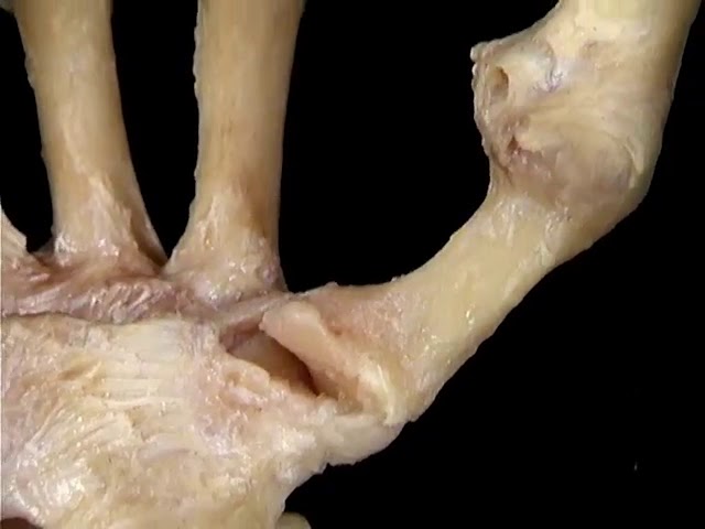 huesos del pulgar de la mano