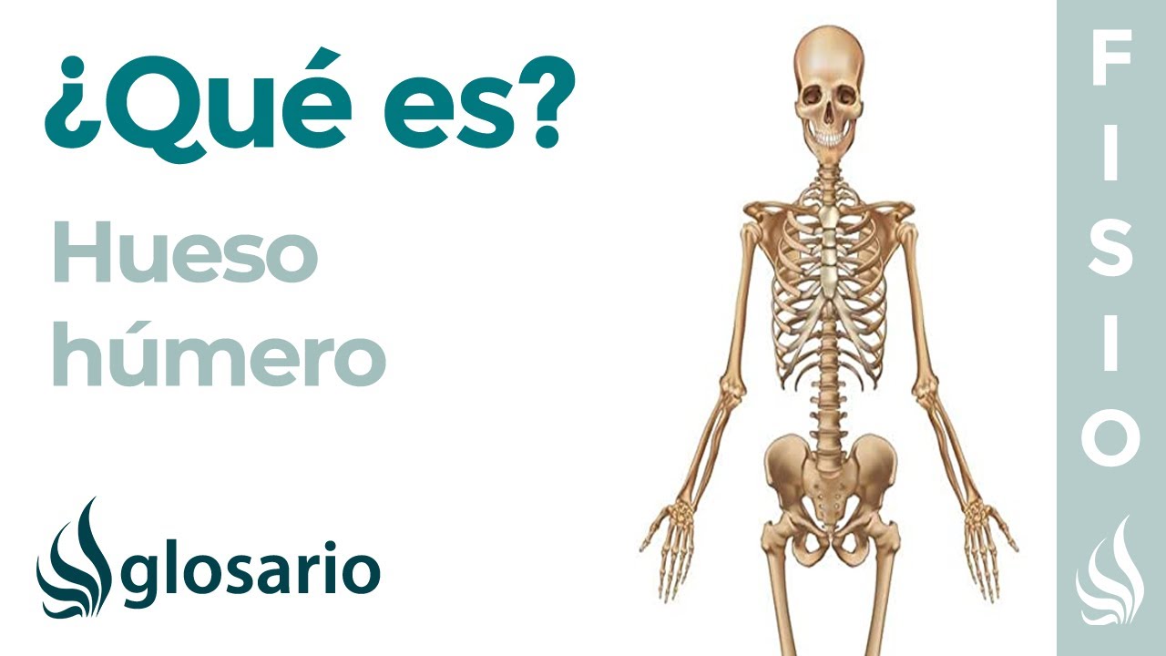 humero en que parte del cuerpo se encuentra