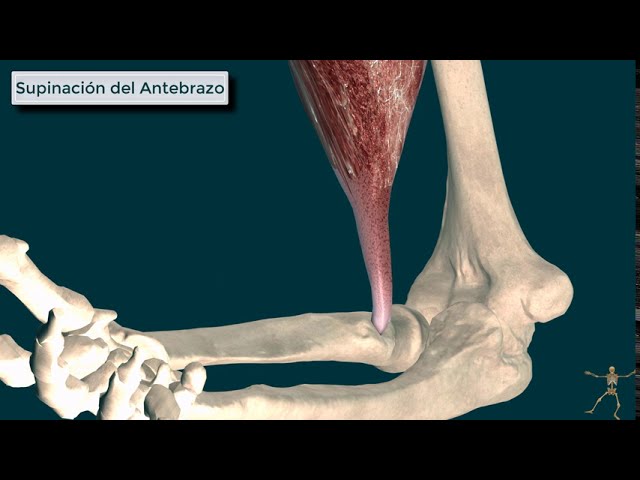 Todo Sobre La Inserci n Del B ceps En El Hombro Anatom a Y Ejercicios 