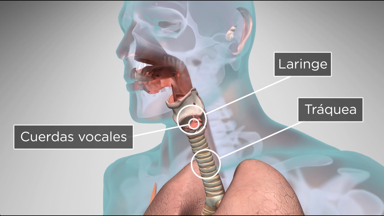 la voz humana y su fisiología