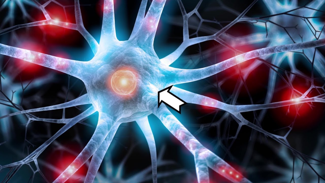 las prolongaciones citoplasmaticas de las neuronas se llaman