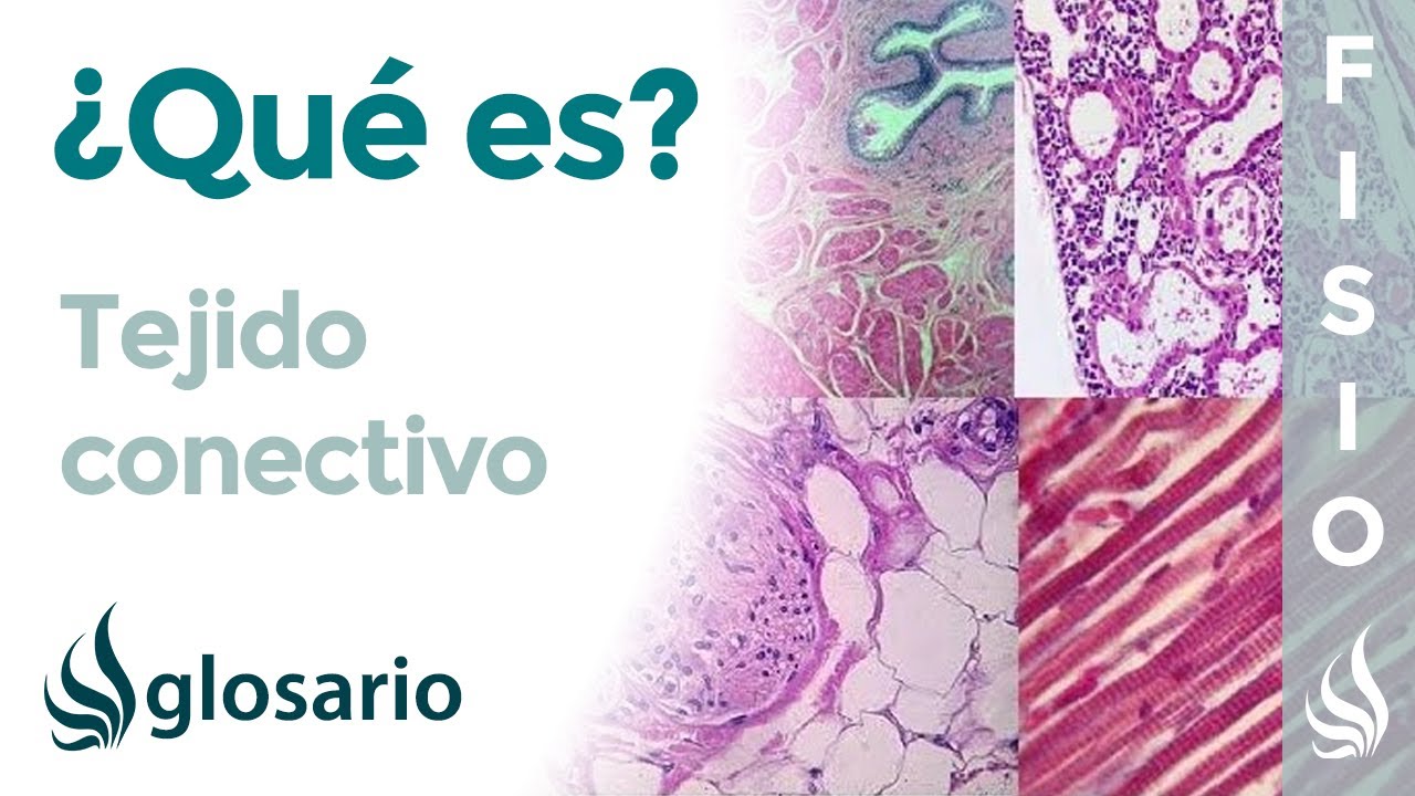 membrana de tejido conjuntivo que cubre el hueso