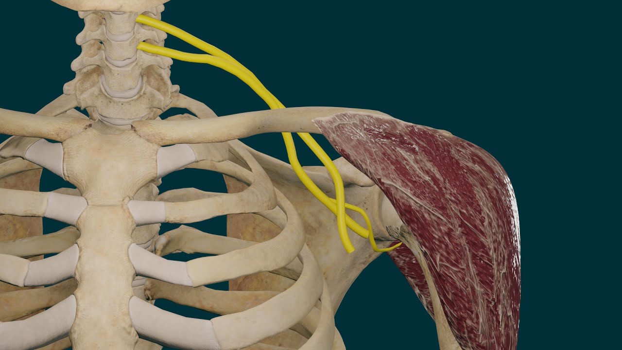 musculo deltoides origen insercion inervacion y accion