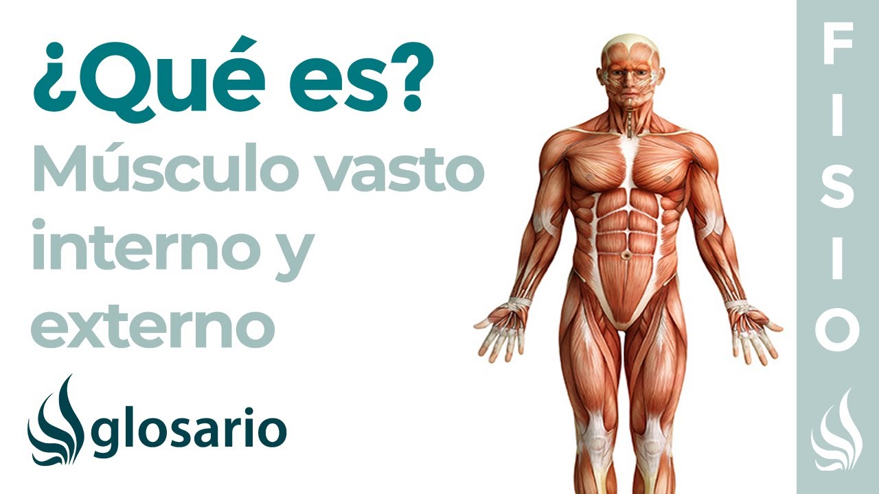 musculo lateral externo de la pierna