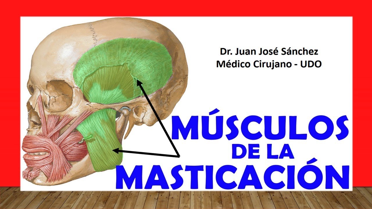 musculo mas potente de la masticacion