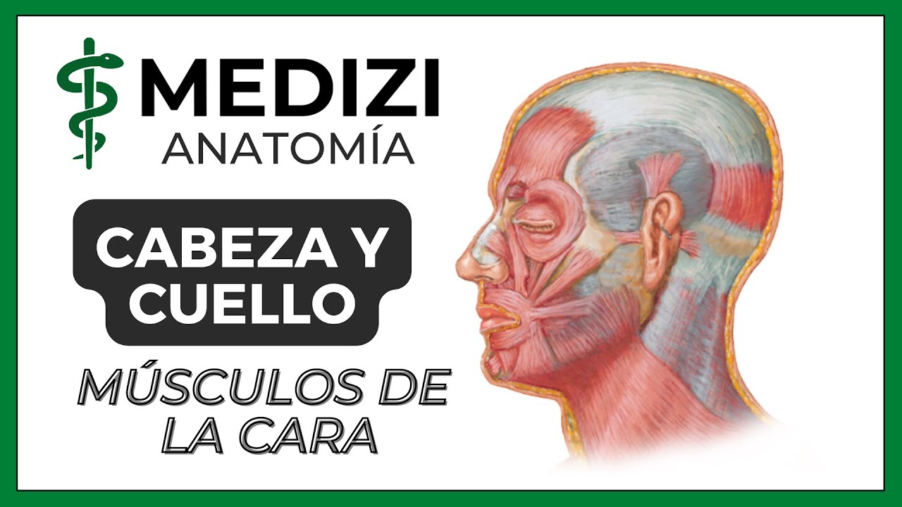 musculos de la cabeza y la cara