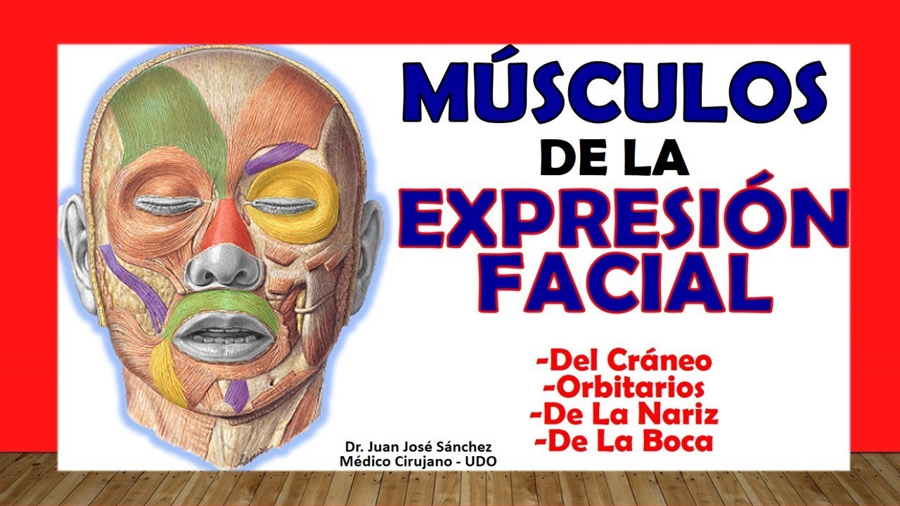 musculos del craneo cara y cuello