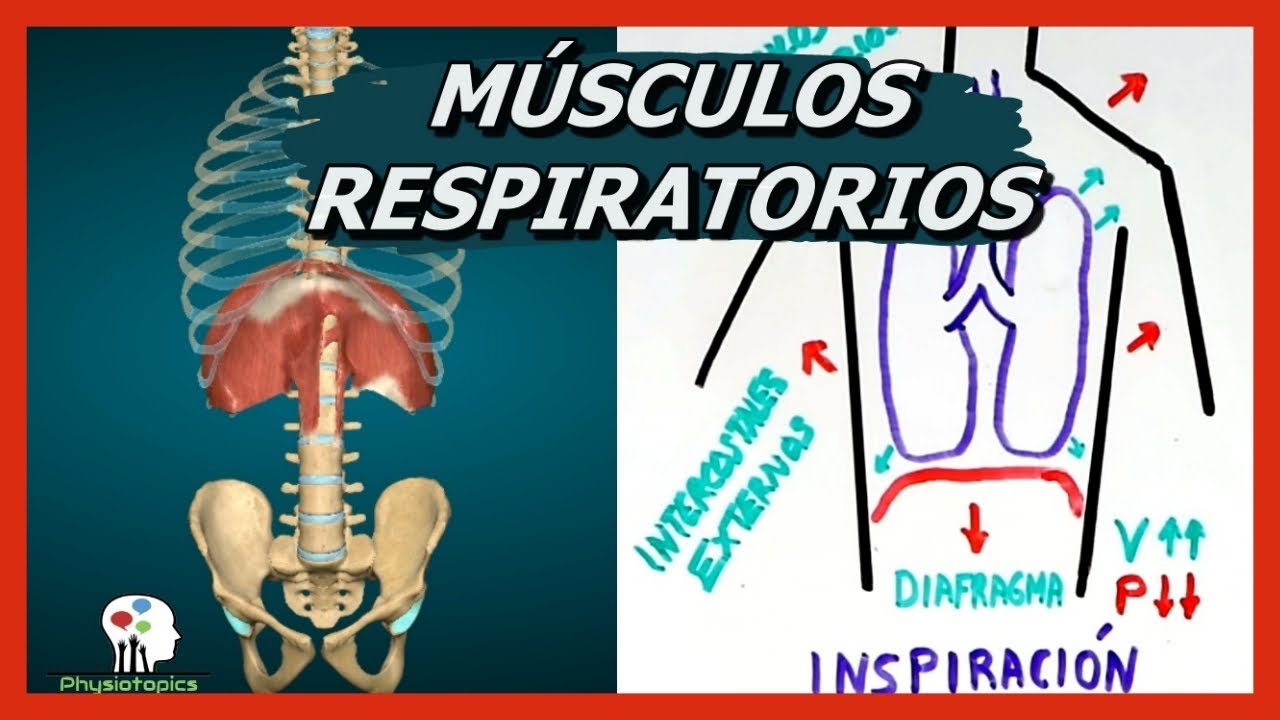 musculos que intervienen en la inspiracion