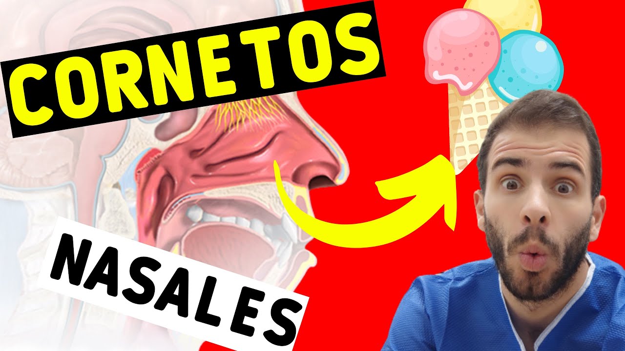para que sirven los cornetes nasales