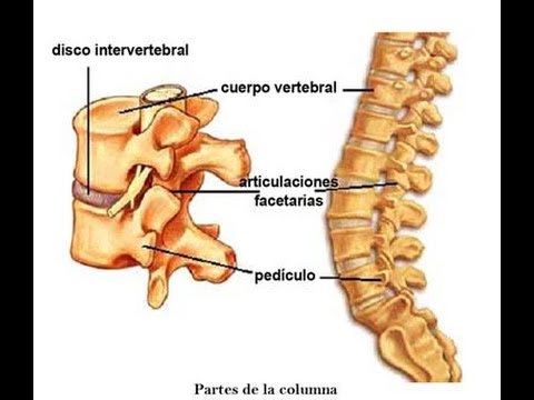 para que sirven los discos intervertebrales
