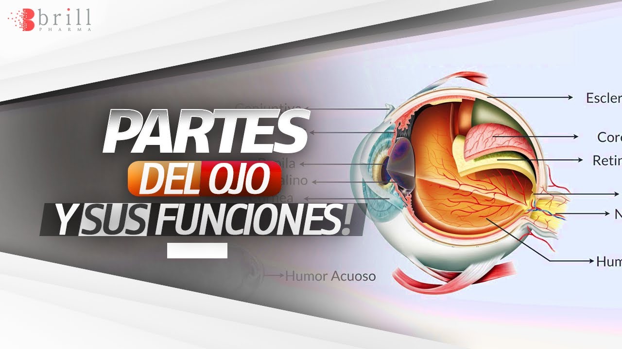 partes externas e internas del ojo