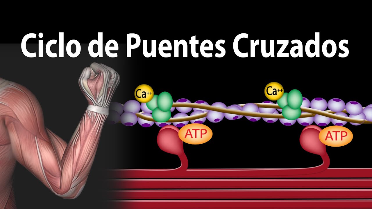 proteínas reguladoras de la contracción muscular