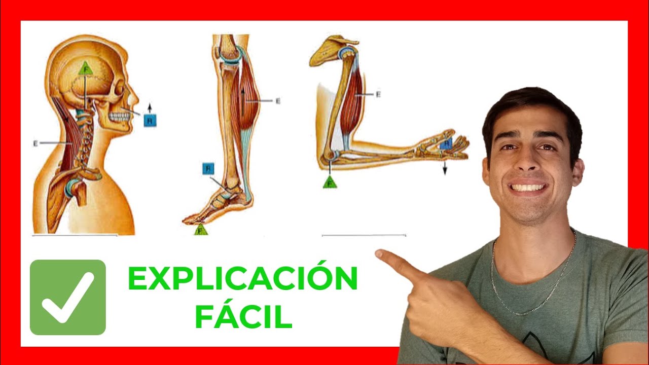 puntos de apoyo del cuerpo humano