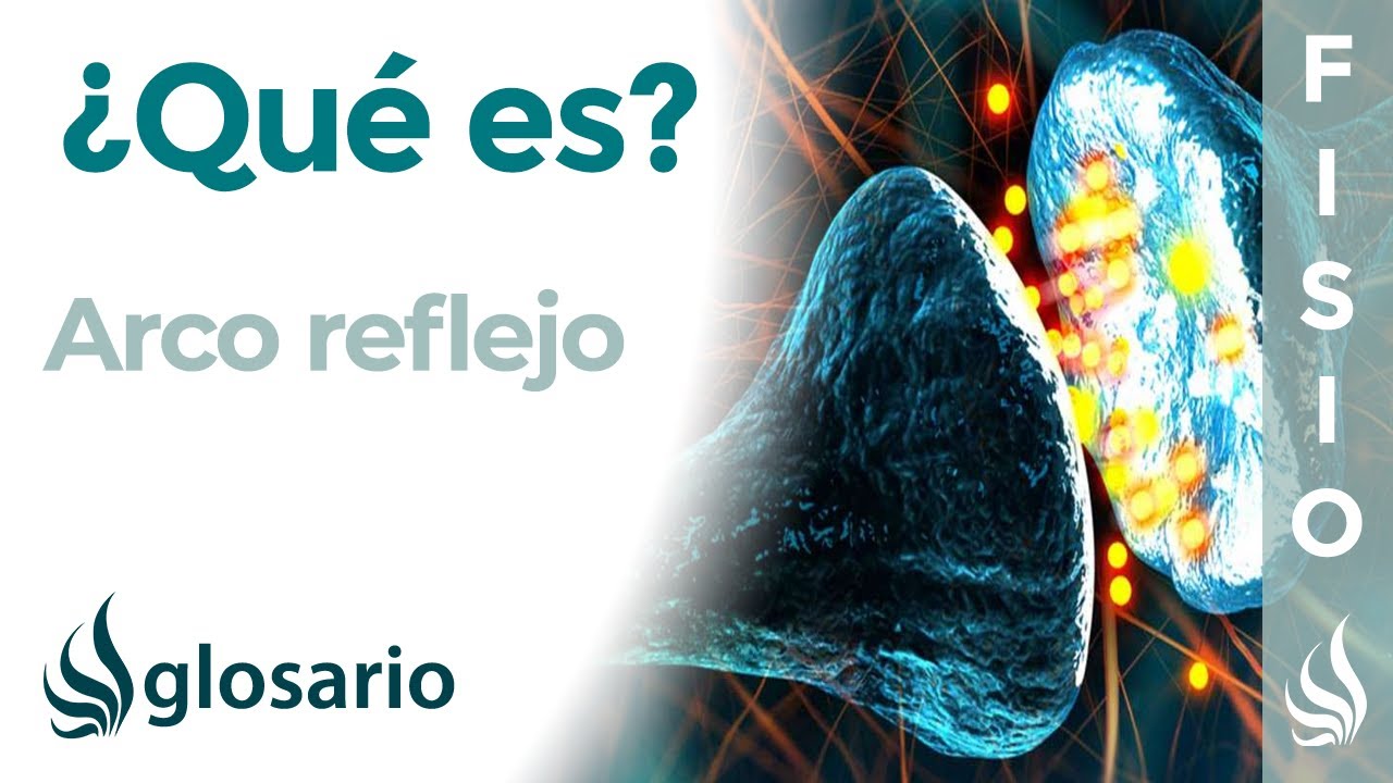 que es el arco reflejo y el acto reflejo