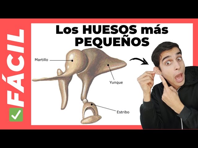 que es el estribo del oido