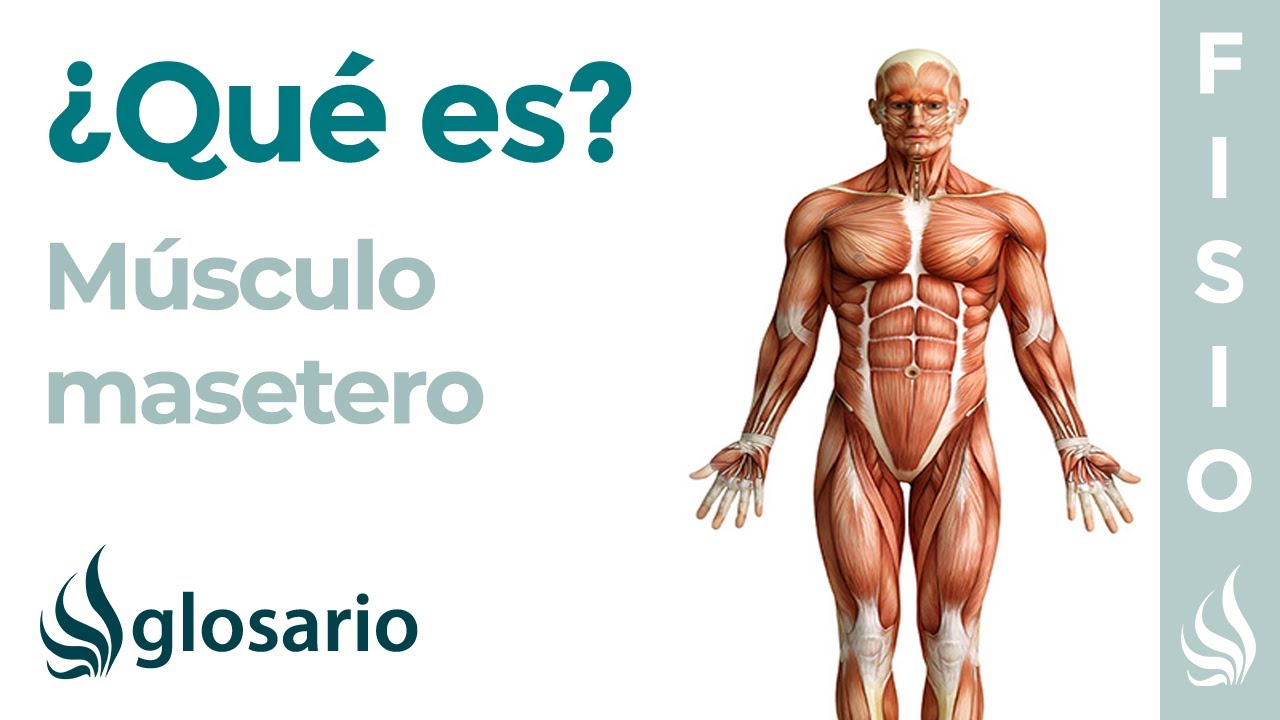 que es el masetero en el cuerpo humano
