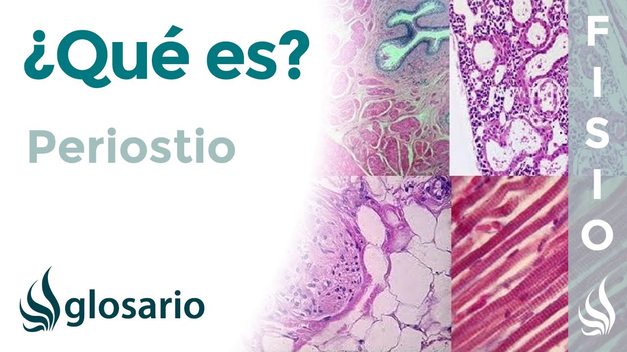 que es el periostio y que funcion cumple