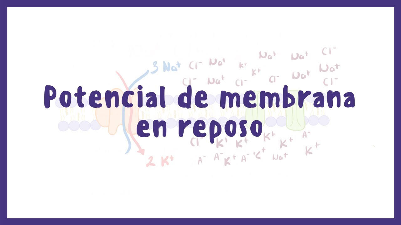 qué es el potencial de membrana