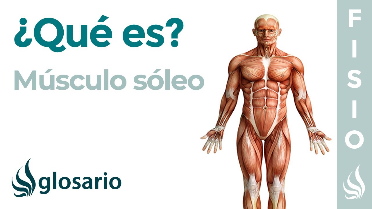 que es el soleo de la pierna