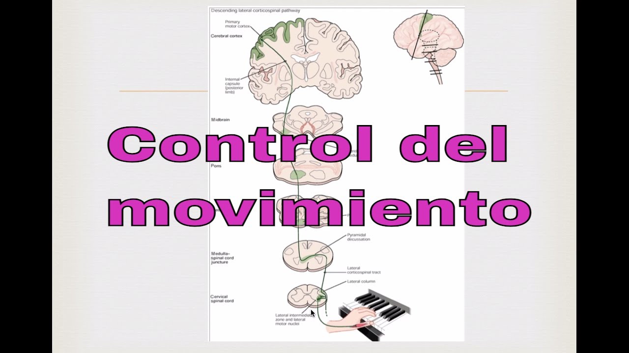 que parte del cerebro controla las acciones voluntarias