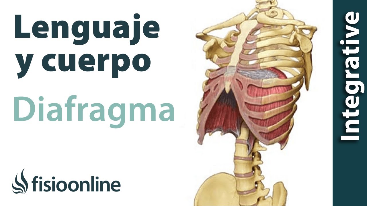que pasa cuando el diafragma se contrae