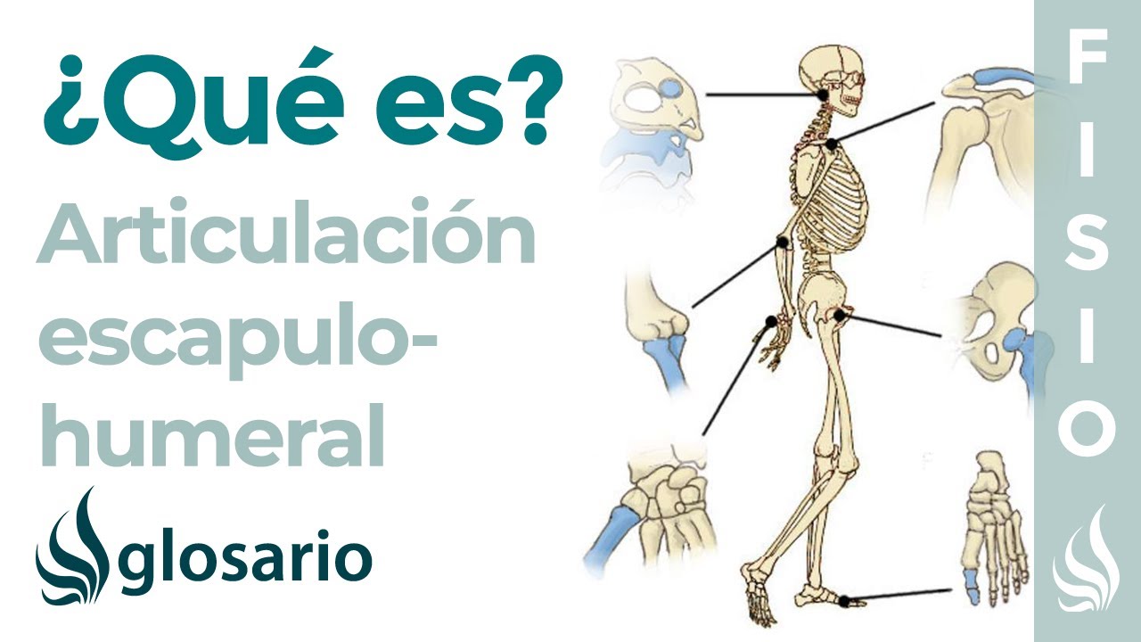que tipo de articulacion es la escapulohumeral