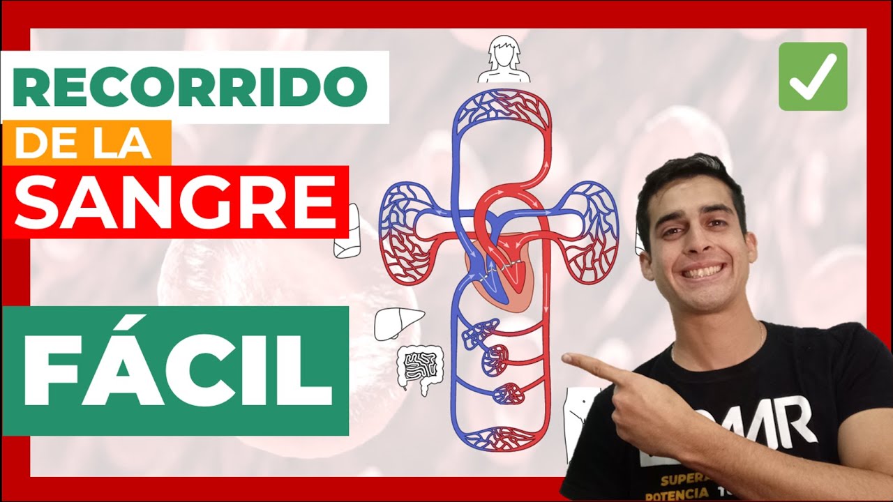 recorrido de una gota de sangre