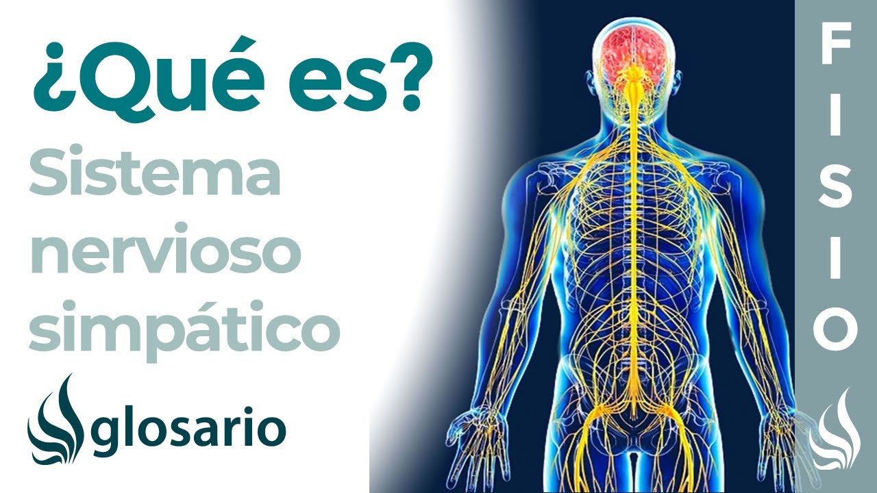 sistema nervioso simpatico y parasimpatico anatomia