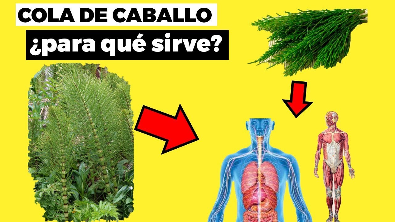 te cola de caballo efectos secundarios