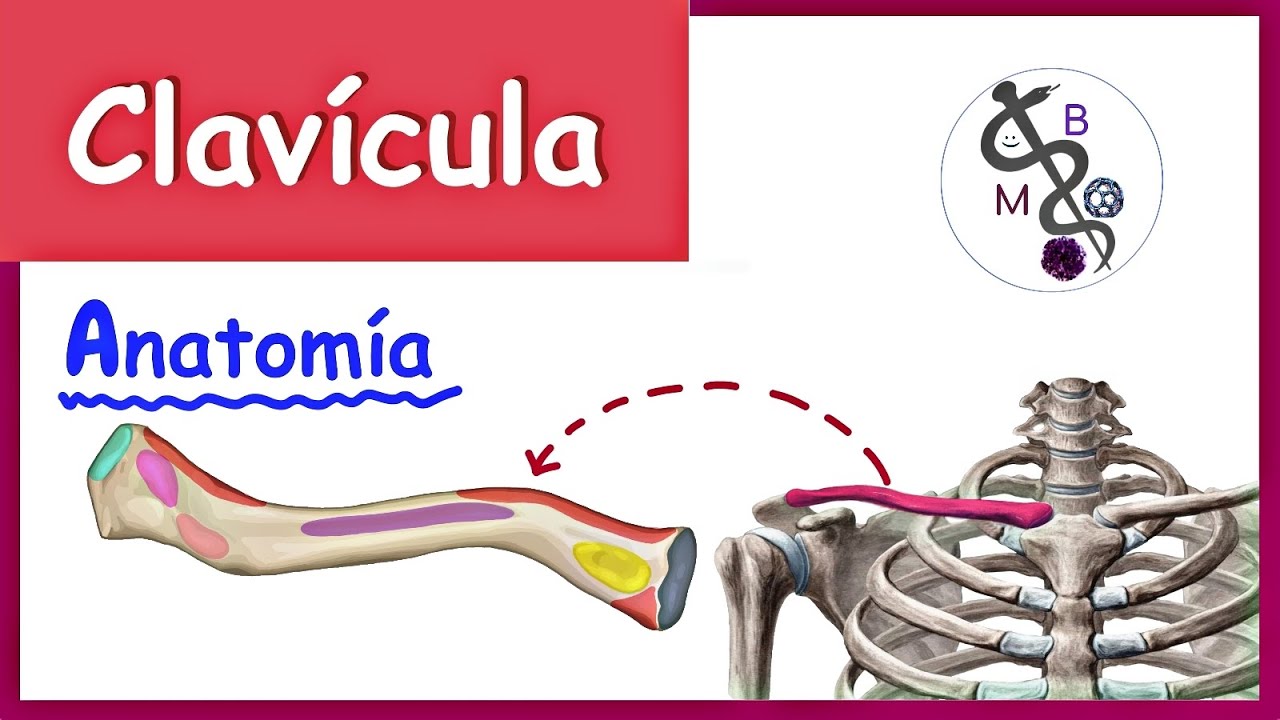 tipo de hueso de la clavicula